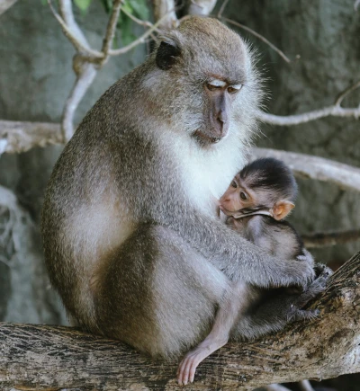 Monkey with a baby. Photo by Vantage Point Photographers on Unsplash.