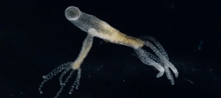 Kuvassa pienempi Hydra Vulgaris on kiinnittynyt suuremman kylkeen.