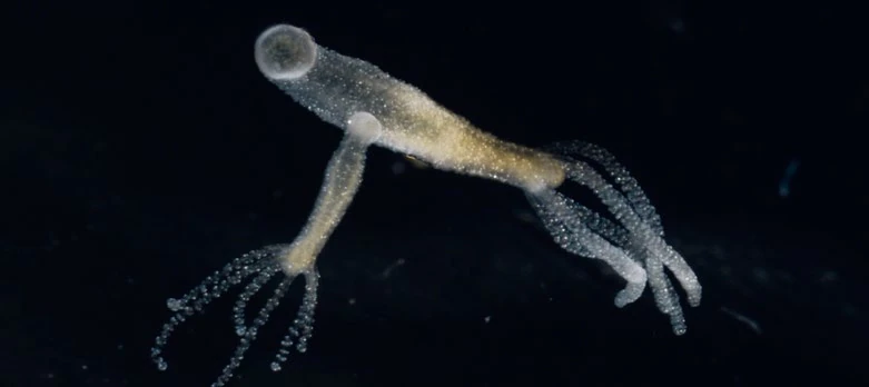 Kuvassa pienempi Hydra Vulgaris on kiinnittynyt suuremman kylkeen.